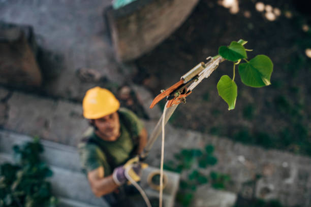 Best Tree and Shrub Care  in Posen, IL