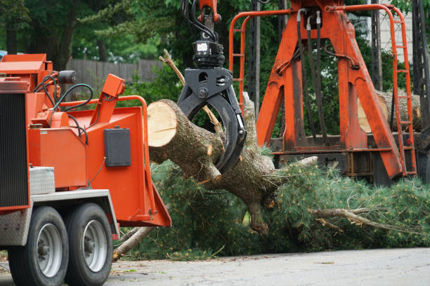 Best Lawn Disease Treatment  in Posen, IL